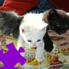 Puzzle games - Cute Kittens Jigsaw