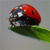 Puzzle games - Jigsaw: Ladybug