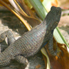 Puzzle games - Jigsaw: Lizard