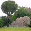 Puzzle games - Jigsaw: Serengeti