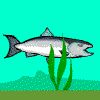 Fun games - Salmon Survival